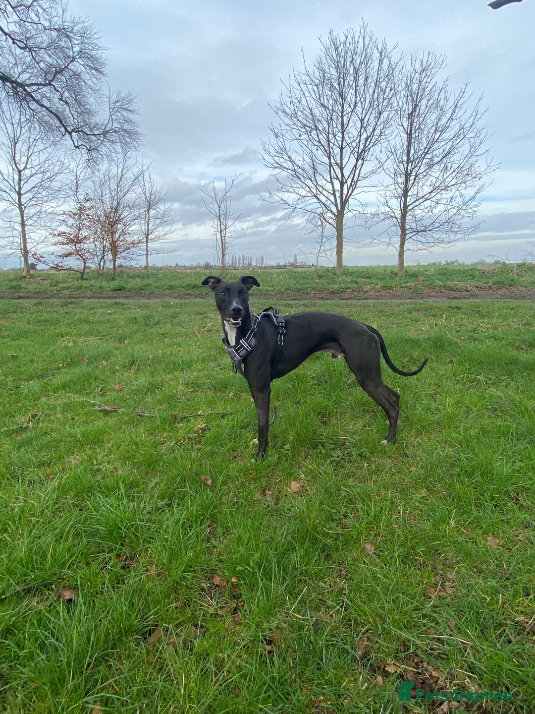 Whippet dogs for sale: Milo  - Advert 2