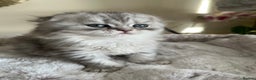 Scottish Fold cats for sale: Adorable Scottish Fold Kittens  - Advert 19