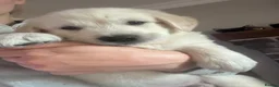Golden Shepherd dogs for sale: golden retriever x golden shepherd puppies   - Advert 8
