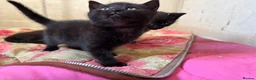 Mixed Breed cats for sale: 3 fluff babies  in Liverpool - Advert 3