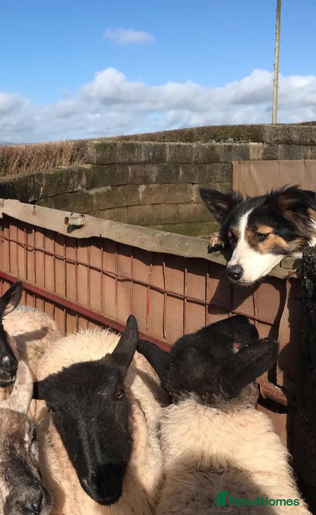 Border Collie dogs for sale: 2 Male Border Collie Pups - Advert 7