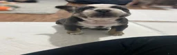 French Bulldog dogs for sale: 🐼 PANDA KOI FRENCH BULLDOG PUPS 🐼  - Advert 5