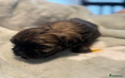 Shih Tzu dogs for sale: 🐾 Beautiful Shih Tzu Puppies🐾 - Image 13