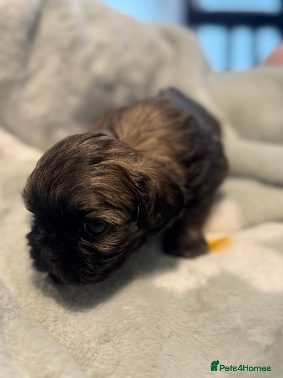 Shih Tzu dogs for sale: 🐾 Beautiful Shih Tzu Puppies🐾 - Image 13