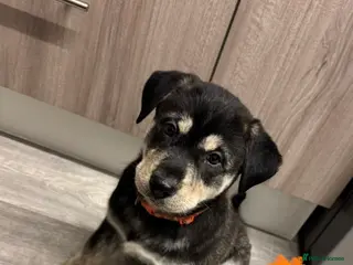 Mixed Breed dogs Beautiful huskadors - Advert 10