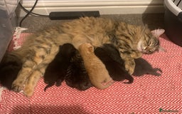 British Longhair cats for sale: 5 adorable male kittens - Image 15