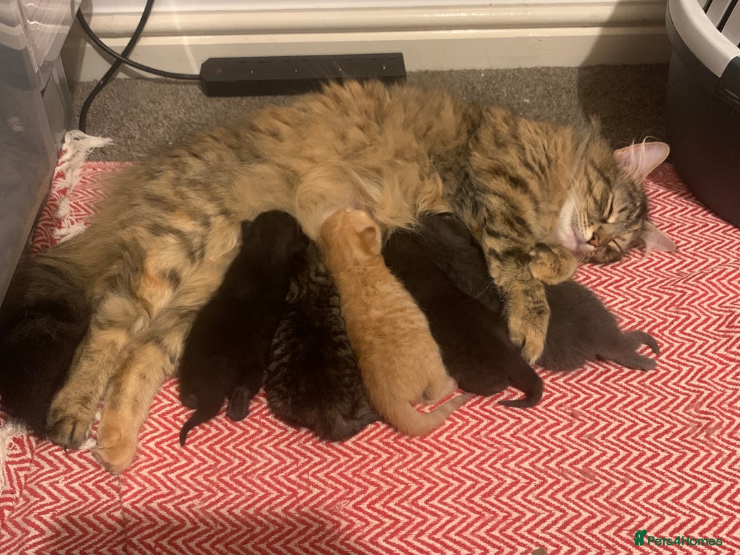 British Longhair cats for sale: 5 adorable male kittens - Image 15