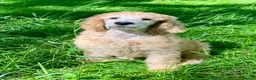 Standard Poodle dogs for sale: KC reg apricot standard poodle boy - Advert 10