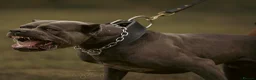 Cane Corso dogs for sale: Cane corso puppies in Rochford - Advert 25