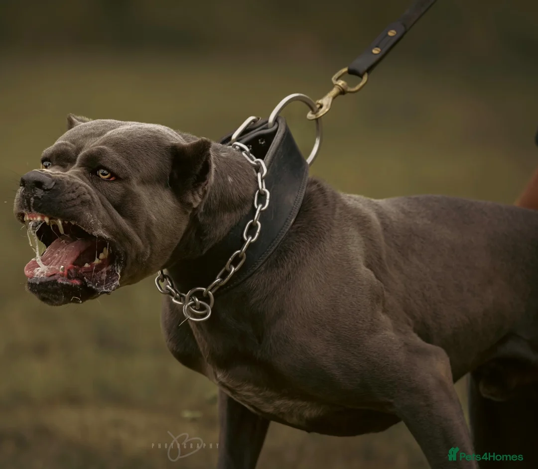 Cane Corso dogs for sale: Cane corso puppies in Rochford - Advert 25