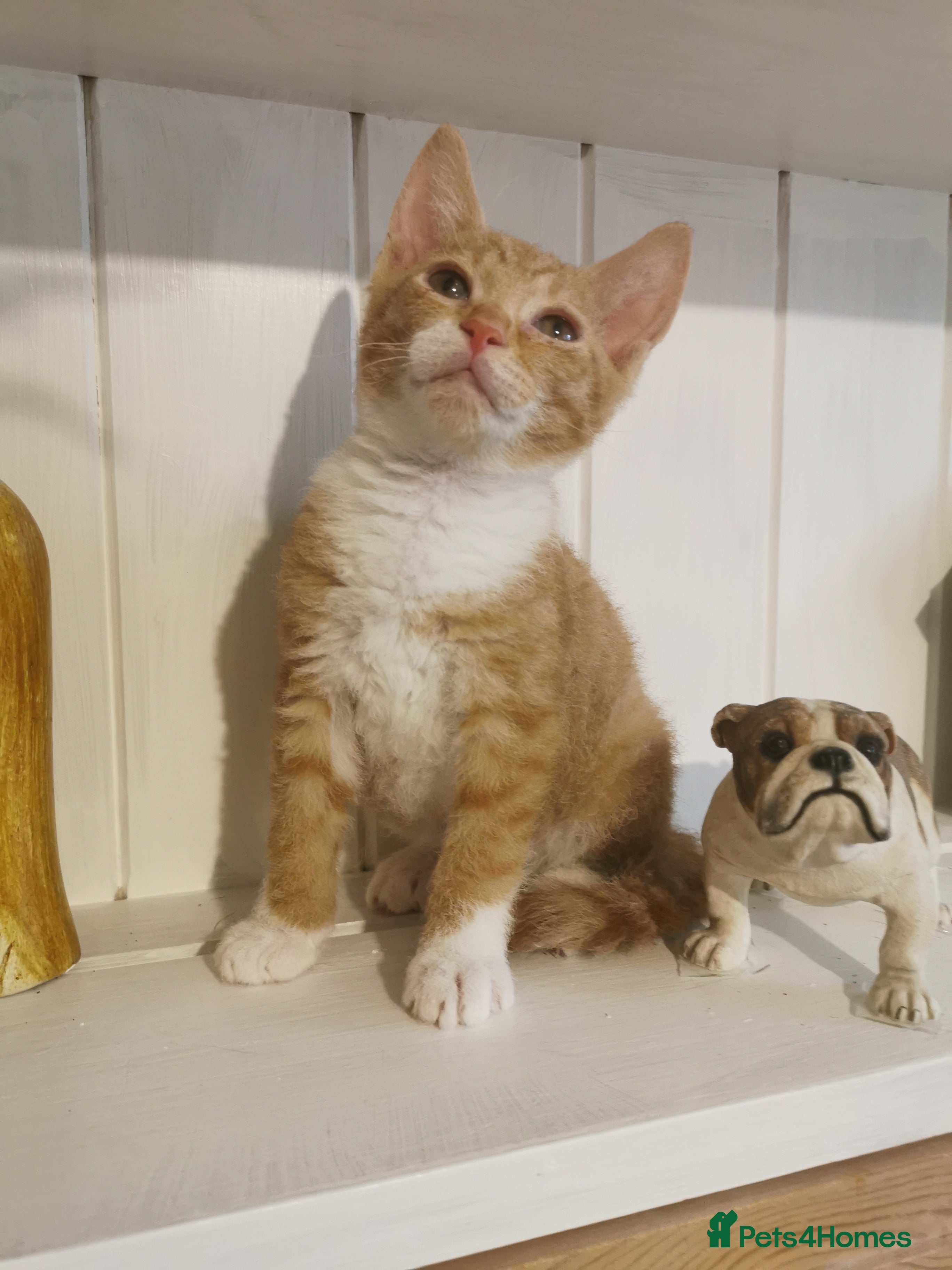 Mixed Breed cats Maine coon cross kittens for sale - Advert 12