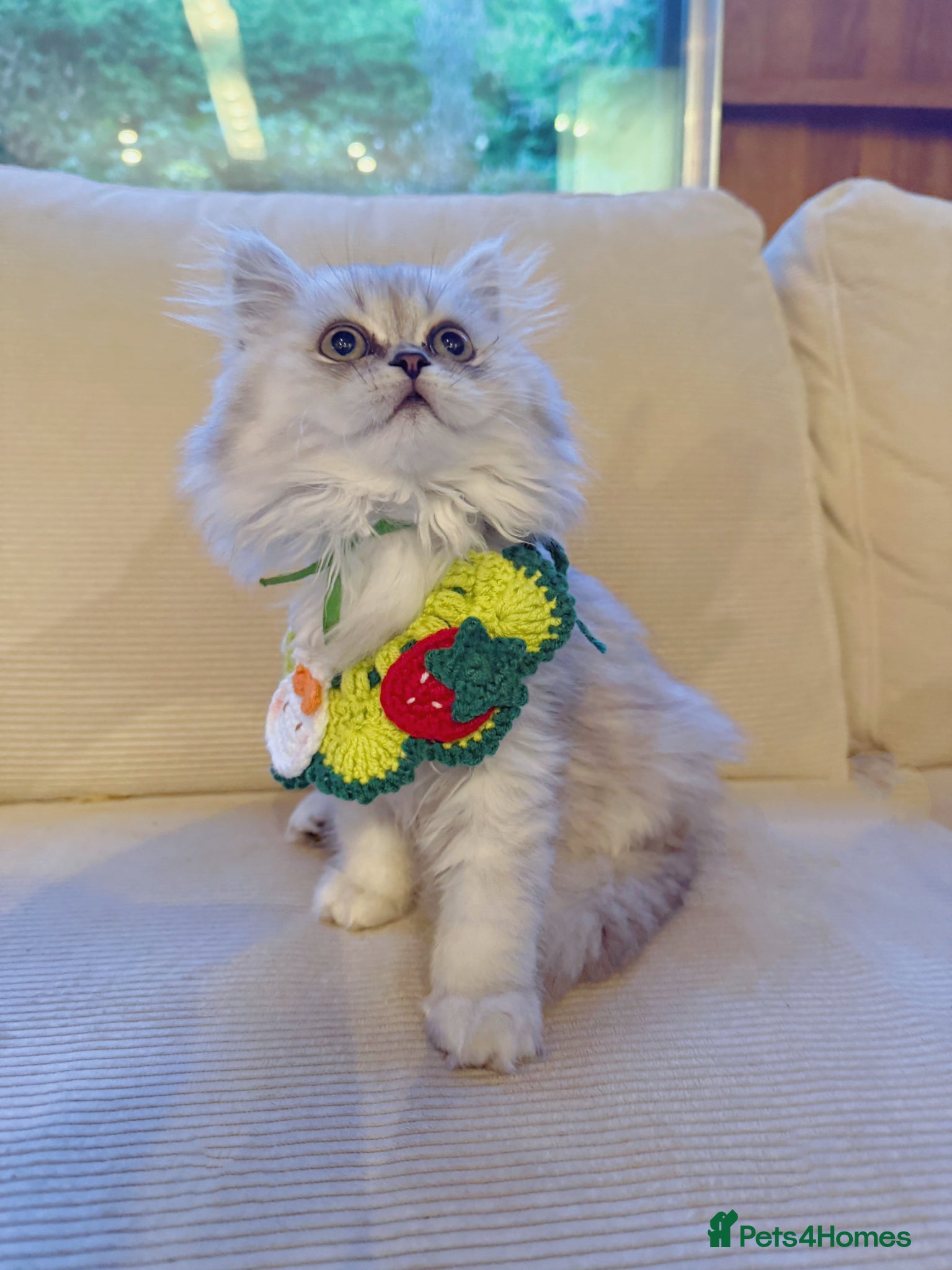 British Longhair cats for sale: Gorgeous pedigree BLH with exceptional temperament - Advert 2