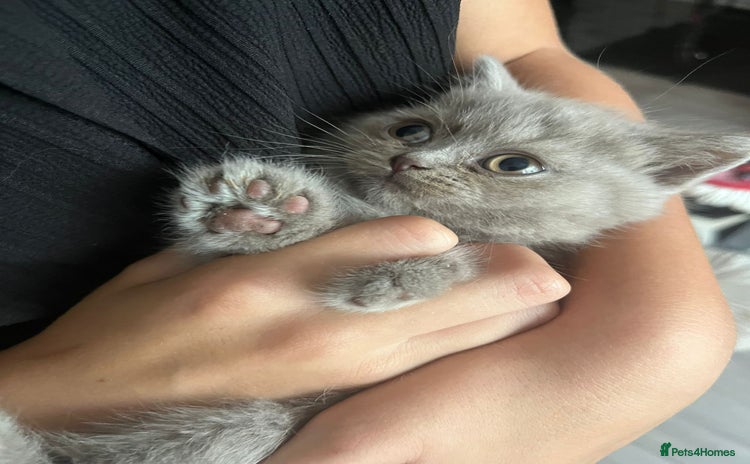 British Shorthair cats - Advert 11