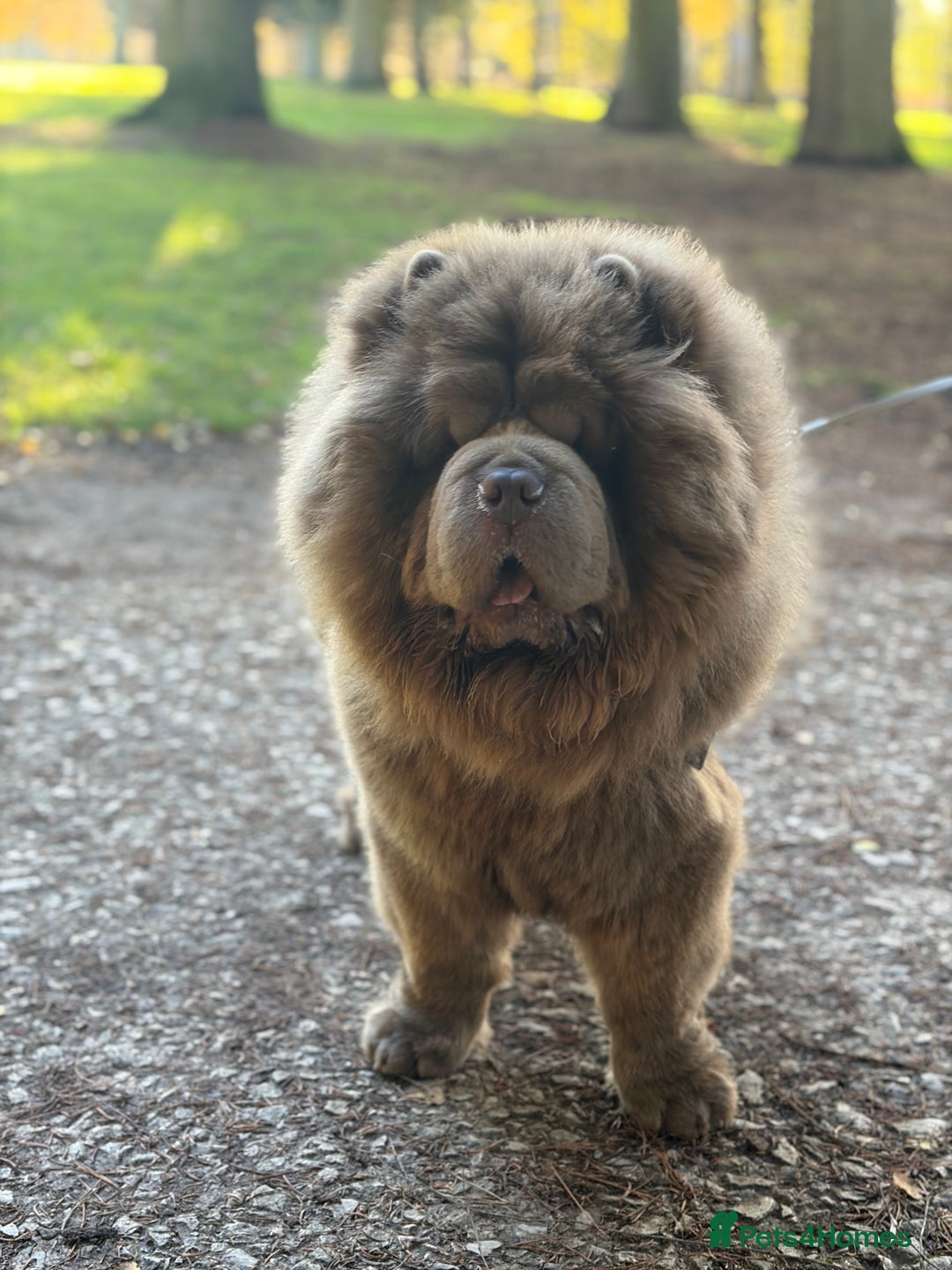 Chow Chow dogs for stud: Enzo the Lilac Chow Chow for stud 🦁 - Advert 4