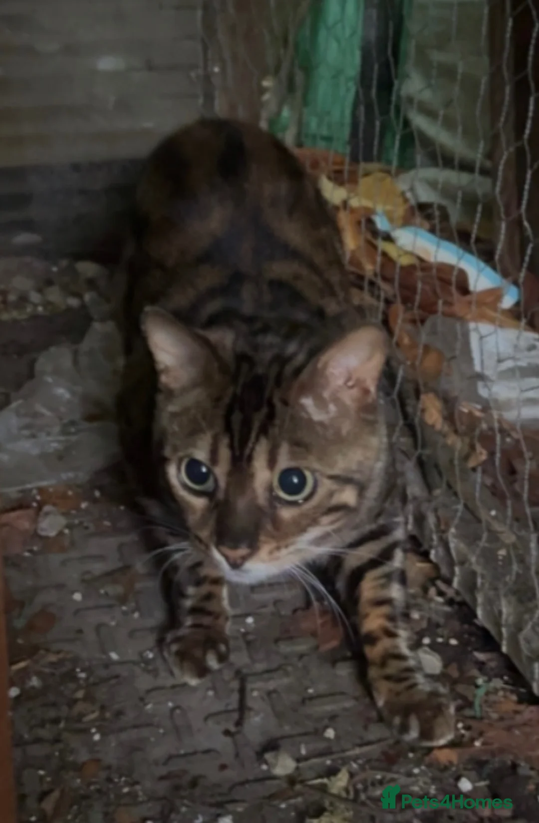 Bengal cats for sale: Bengal cat in Manchester - Advert 2