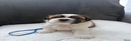 Shih Tzu dogs for sale: Shih  Tzu Puppies in Sutton - Advert 8