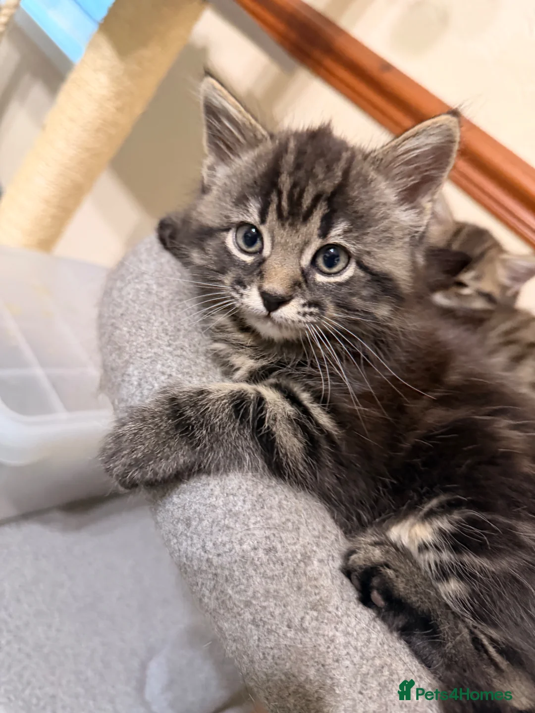 European cats for sale: Kitten ready to leave - Advert 2