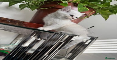 British Shorthair cats - Advert 3