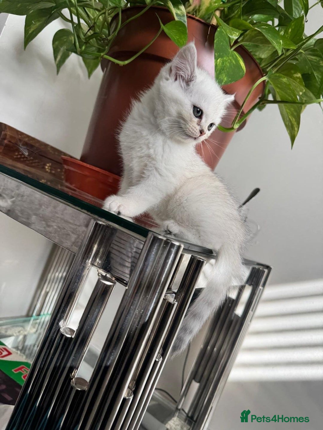 British Shorthair cats for sale: British shorthair  - Image 3