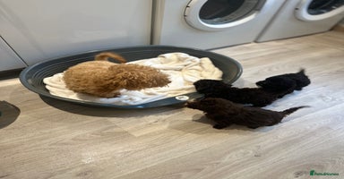 Cockapoo dogs - Advert 12