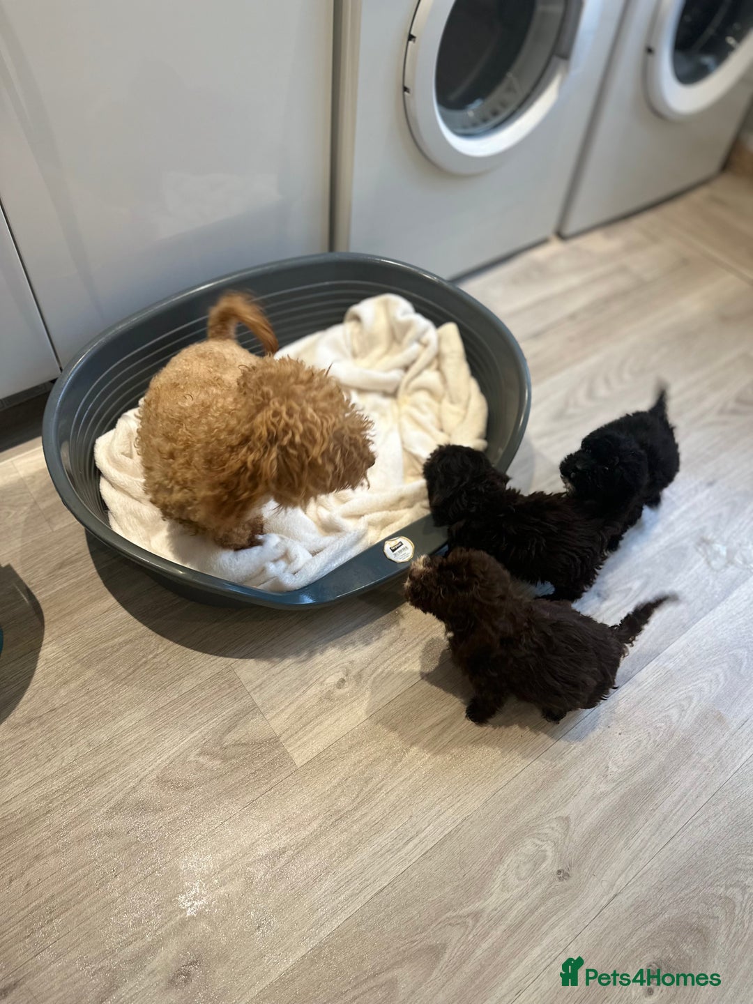 Cockapoo dogs for sale: Cockapoo puppies - Image 2