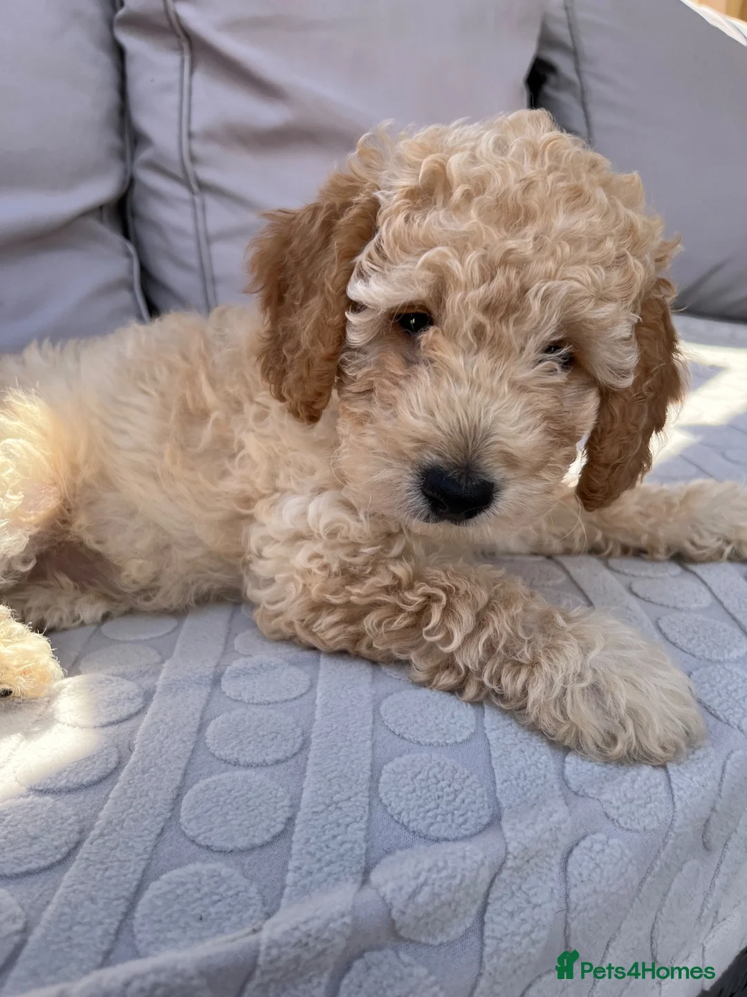 Sproodle dogs for sale: Gorgeous Sproodle puppies ready for forever homes - Advert 2