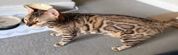 Bengal cats for sale: Exceptional Seal Sepia Bengal Queen  - Advert 10