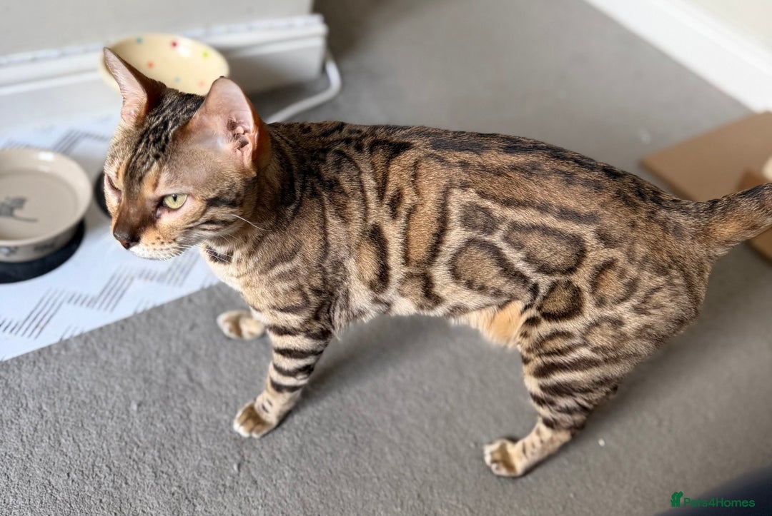 Bengal cats for sale: Exceptional Seal Sepia Bengal Queen  - Advert 10