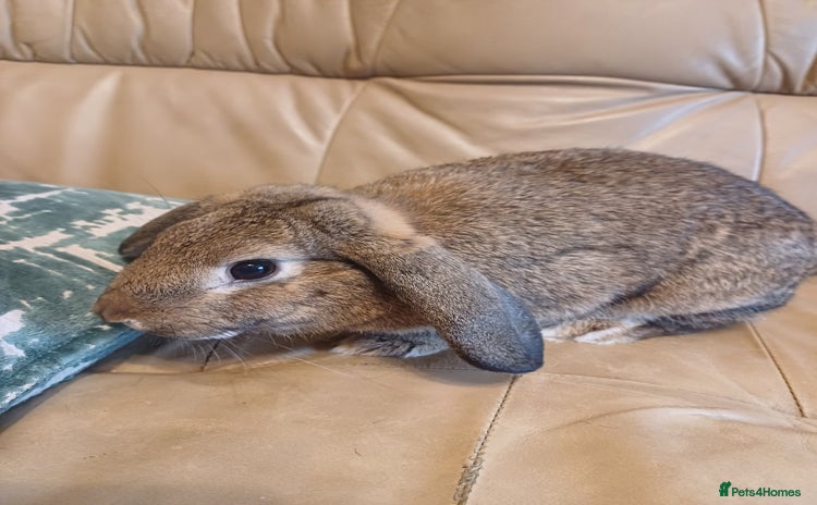 Mixed Breed rabbits - Advert 12