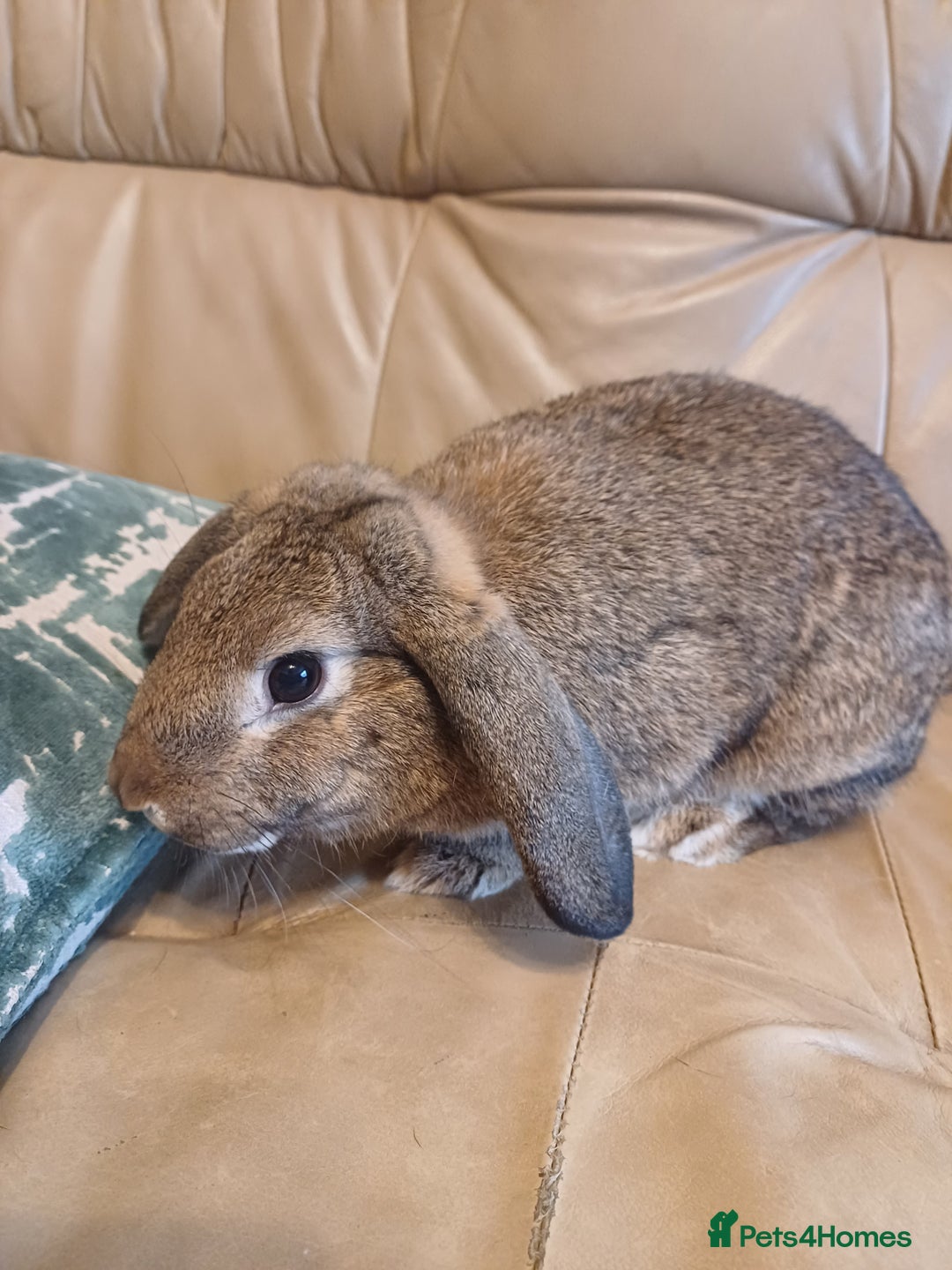 Mixed Breed rabbits for sale: Adorable Female Mini Lop X English Rabbit - Image 1