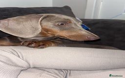 Dachshund dogs for sale: Sausage dog for sale  - Image 4