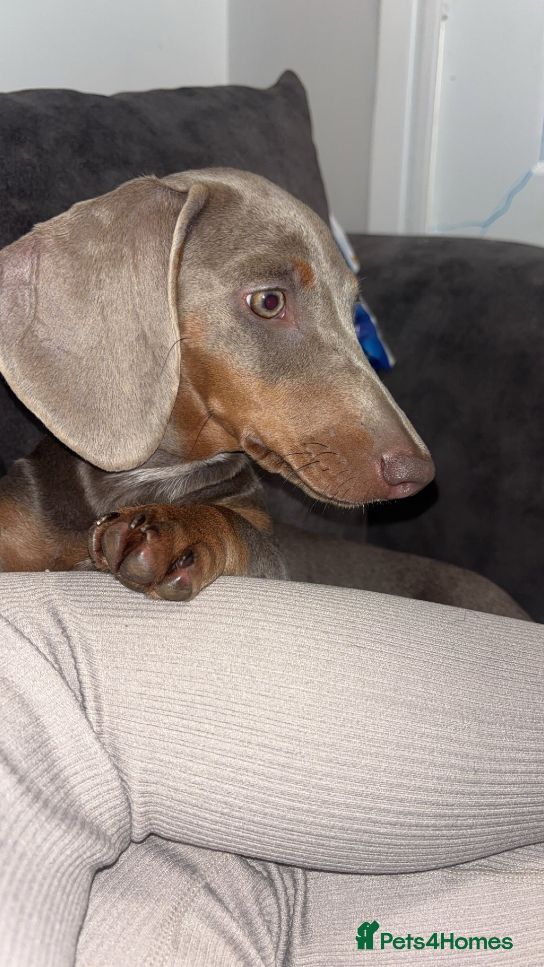 Dachshund dogs for sale: Sausage dog for sale  - Image 4