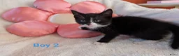 Mixed Breed cats for sale: Beautiful fluffy kittens for sale  - Advert 6