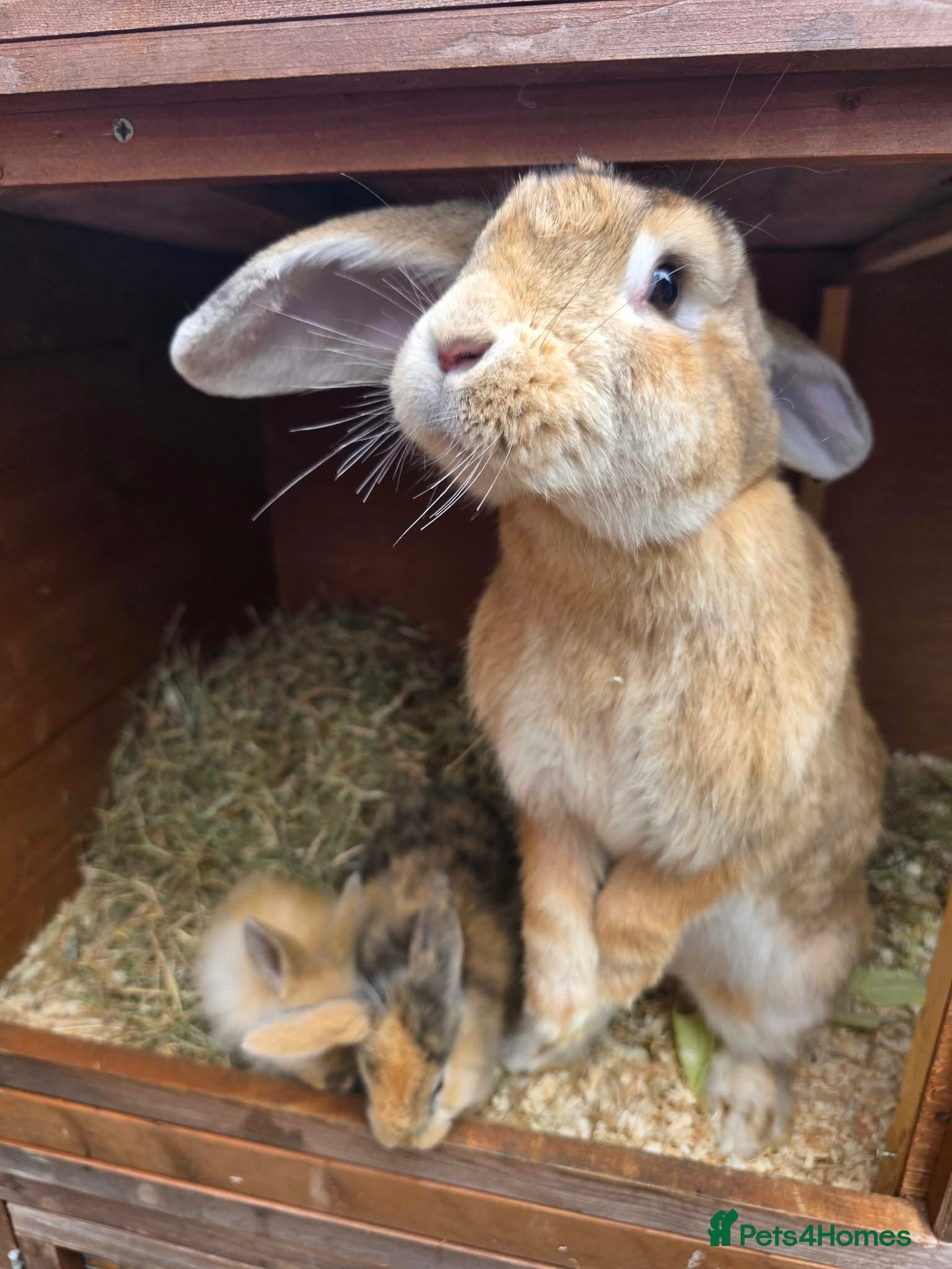 Mixed Breed rabbits Giant lop babies  - Advert 2