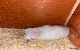 Mini Lop rabbits for sale: 2 beautiful baby girl bunnies  - Image 9