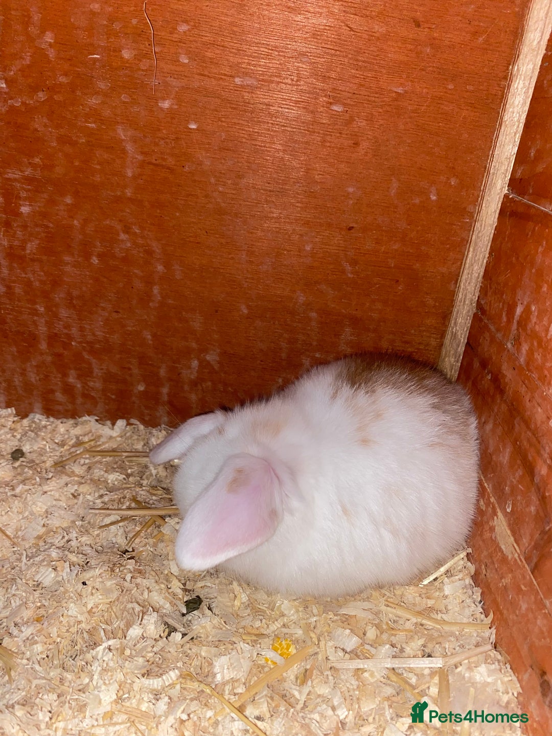 Mini Lop rabbits for sale: 2 beautiful baby girl bunnies  - Image 9