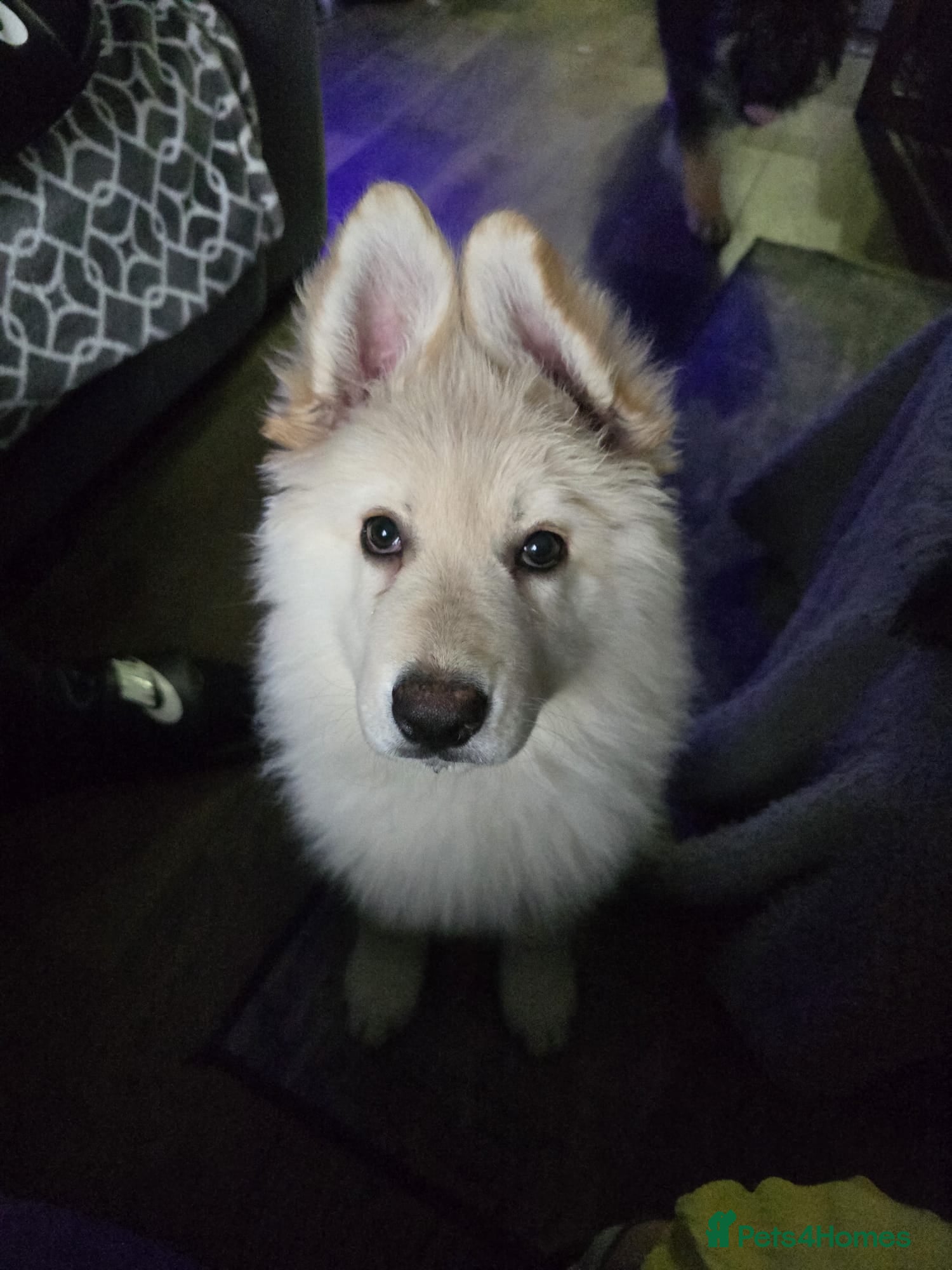 German Shepherd dogs Offers welcome READY TO LEAVE 1 LITTLE GSD GIRLS - Advert 2