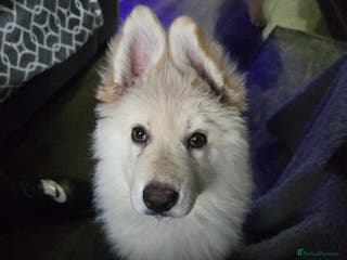 German Shepherd dogs Offers welcome READY TO LEAVE 1 LITTLE GSD GIRLS - Advert 2