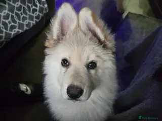 German Shepherd dogs Offers welcome READY TO LEAVE 1 LITTLE GSD GIRLS - Advert 3