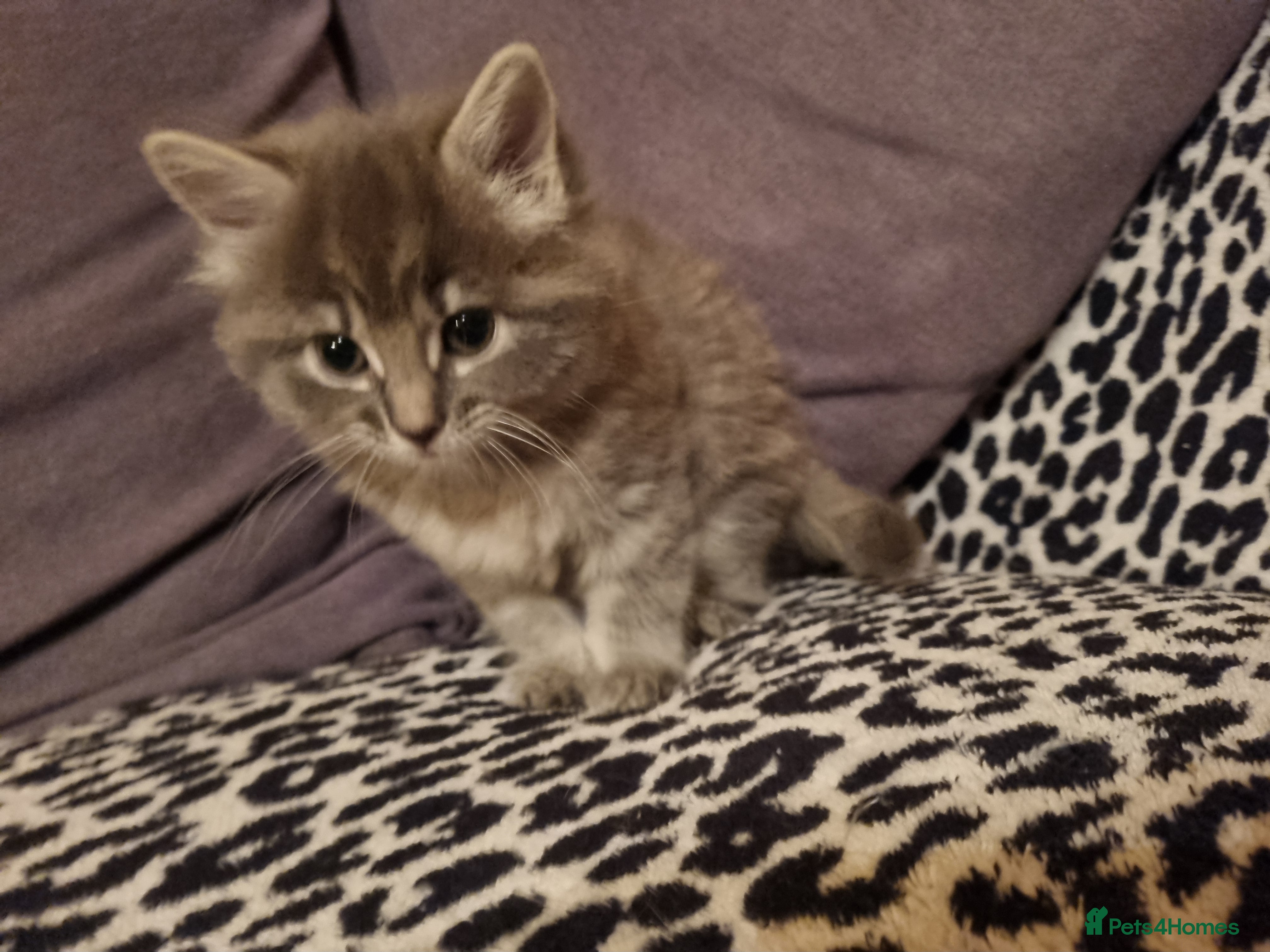 Mixed Breed cats Ghost tabby cats - Advert 1