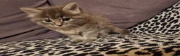 Mixed Breed cats for sale: Ghost tabby cats - Advert 1