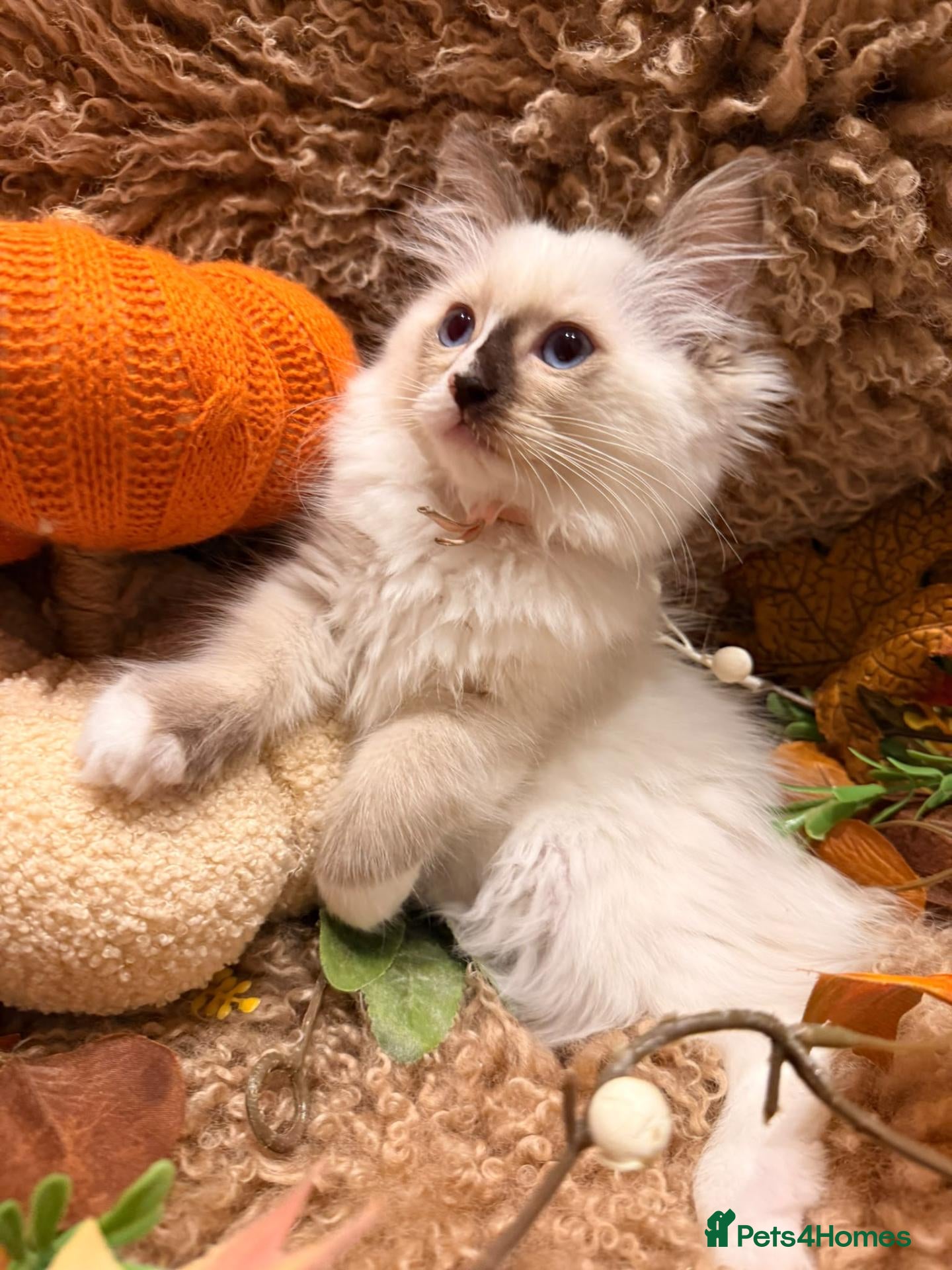 Ragdoll cats for sale: 2x beautiful ragdoll babies! - Advert 5