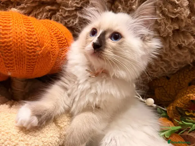 Ragdoll cats for sale: 2x beautiful ragdoll babies! - Advert 5