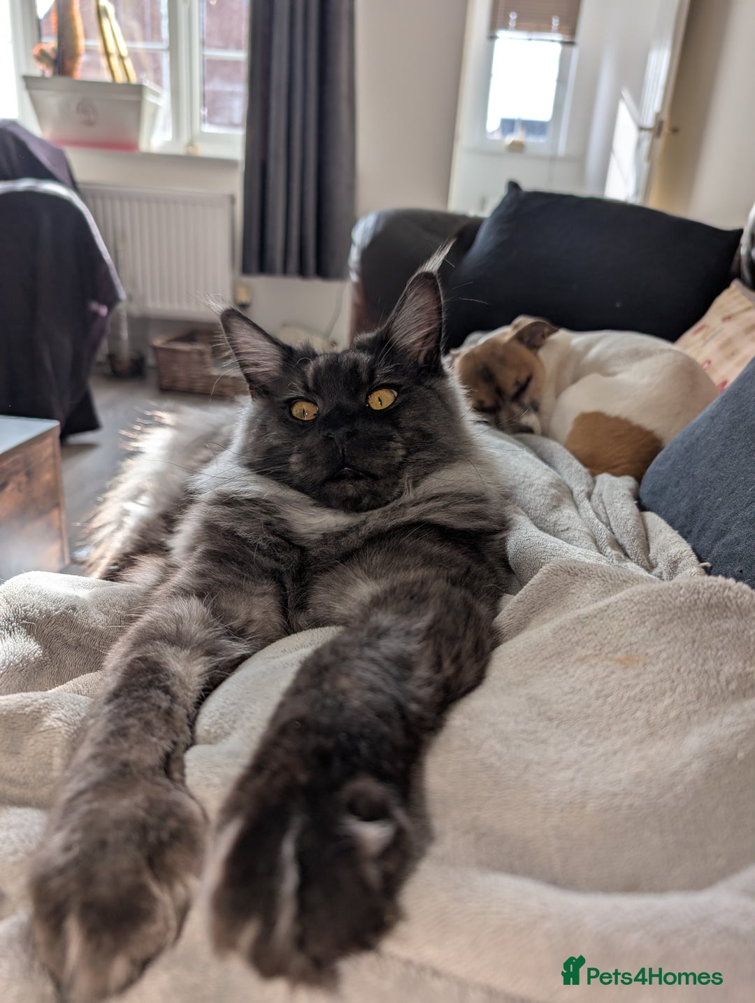Maine Coon cats for sale: Tica active black smoke mainecoon - Advert 5