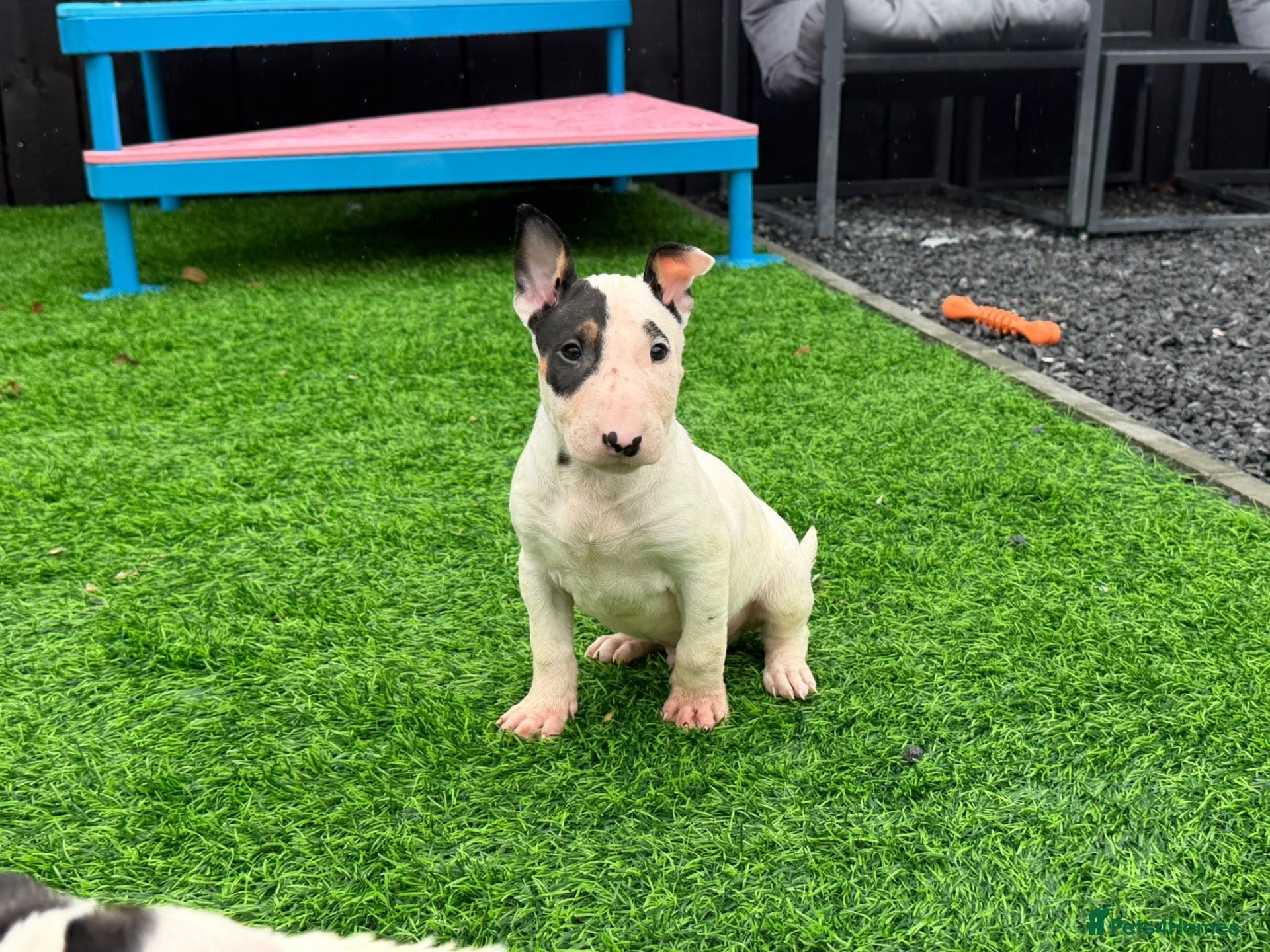 English Bull Terrier dogs Stunning English bull terrier puppies for sale  - Advert 1