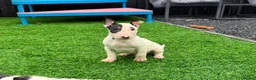English Bull Terrier dogs for sale: Stunning English bull terrier puppies for sale  - Advert 6