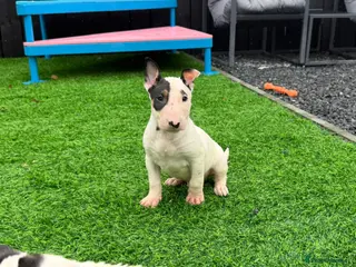 English Bull Terrier dogs Stunning English bull terrier puppies for sale - Advert 1