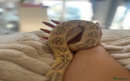 Python Snake reptiles for sale: 2x Male Ball Pythons  - Image 4