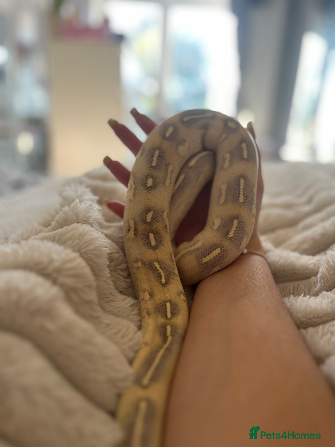 Python Snake reptiles for sale: 2x Male Ball Pythons  - Image 4