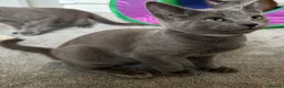 Russian Blue cats for sale: Russian Blue Kittens  - Advert 32
